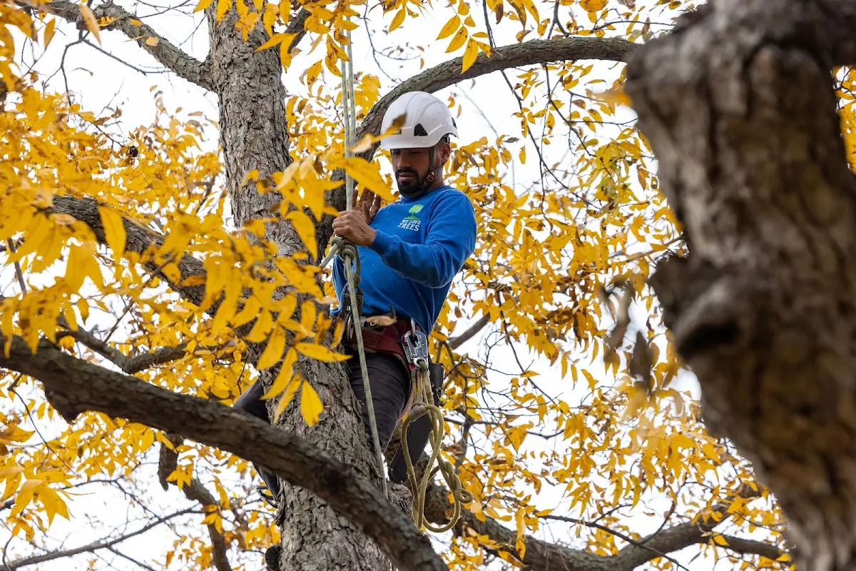 Skilled Tree Trimming crew working in Pennington